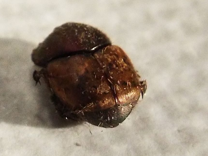 Onthophagus coenobita, femmina, Scarabaeidae